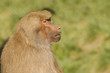 Olive Baboon Olive Baboon