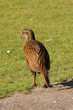Weka, a flightless bird of New Zealand Weka, a flightless bird of New Zealand