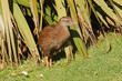Weka, a flightless bird of New Zealand Weka, a flightless bird of New Zealand