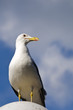 Seagull standing Seagull standing