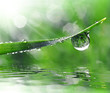 Fresh grass with dew drops close up