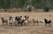 sheep feeling the heat