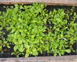 Salades
