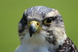 Bird of prey
