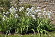 Flowerbed of white iris against a stone wall