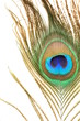 peacock feathers on white background peacock feathers on white background