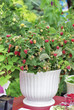 Raspberry shrub Raspberry shrub