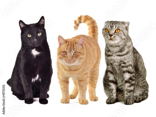 Photo: Three cats together Three cats together