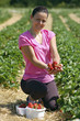 Fresh picked strawberries