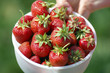 Fresh picked strawberries