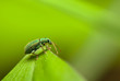 Phyllobius