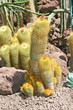 Kaktus