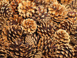 Fir cones taken closeup.Background.
