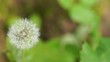 Video Löwenzahn Pusteblume (Taraxacum)