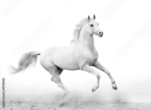 Photo: white stallion white stallion