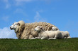 Familie Schaf