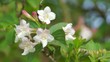 Video weiße Blumen