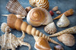 Conchiglie marine
