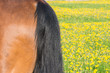 Horse backside