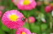 Marienkäfer Blume