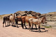 group of wild horses in Namibia