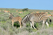 beautiful young zebra in Etosha national park