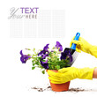 Photo: Petunias flowers in spot with woman hand Petunias flowers in spot with woman hand