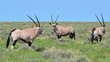 three gazella oryx in Eosha national park