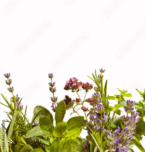 Photo: Herbs against white background Herbs against white background