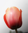 alone tulip