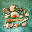 Conchiglie marine