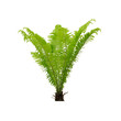fern