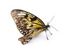 idea leuconoe isolated