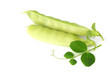 Pea isolated on white