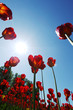 Red tulips