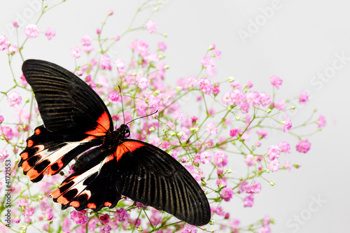 Photo: Papilio rumanzovia Papilio rumanzovia
