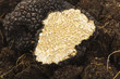 freshly harvested truffles