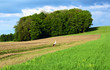 Photo: Stork bird on field - natural habitat Stork bird on field - natural habitat