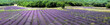 Provence - Champs de Lavandes