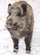 wild boar