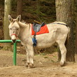Photo: donkey taxi waiting for tourists donkey taxi waiting for tourists