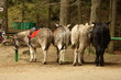 Photo: donkey taxi donkey taxi