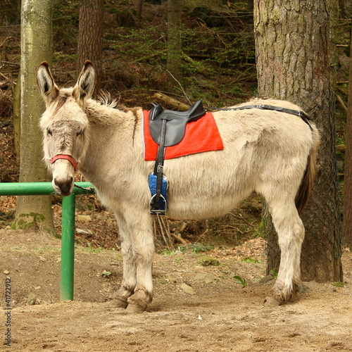 Photo: donkey taxi waiting for tourists donkey taxi waiting for tourists