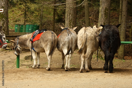 Photo: donkey taxi donkey taxi