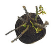Hybrid tea rose plant