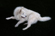 Portrait of samoyed dog