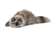Persian exotic cat Persian exotic cat