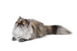 Persian exotic cat Persian exotic cat
