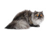 Persian exotic cat Persian exotic cat