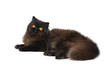 British exotic cat British exotic cat